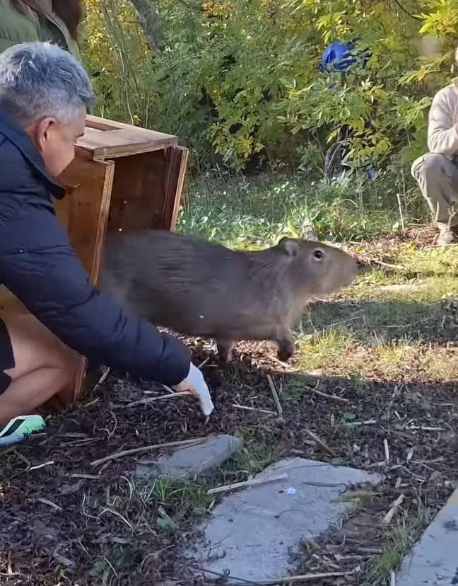 Liberaron una carpincha en la reserva natural de Moreno